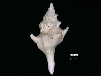 Media type: image; Malacology 7313